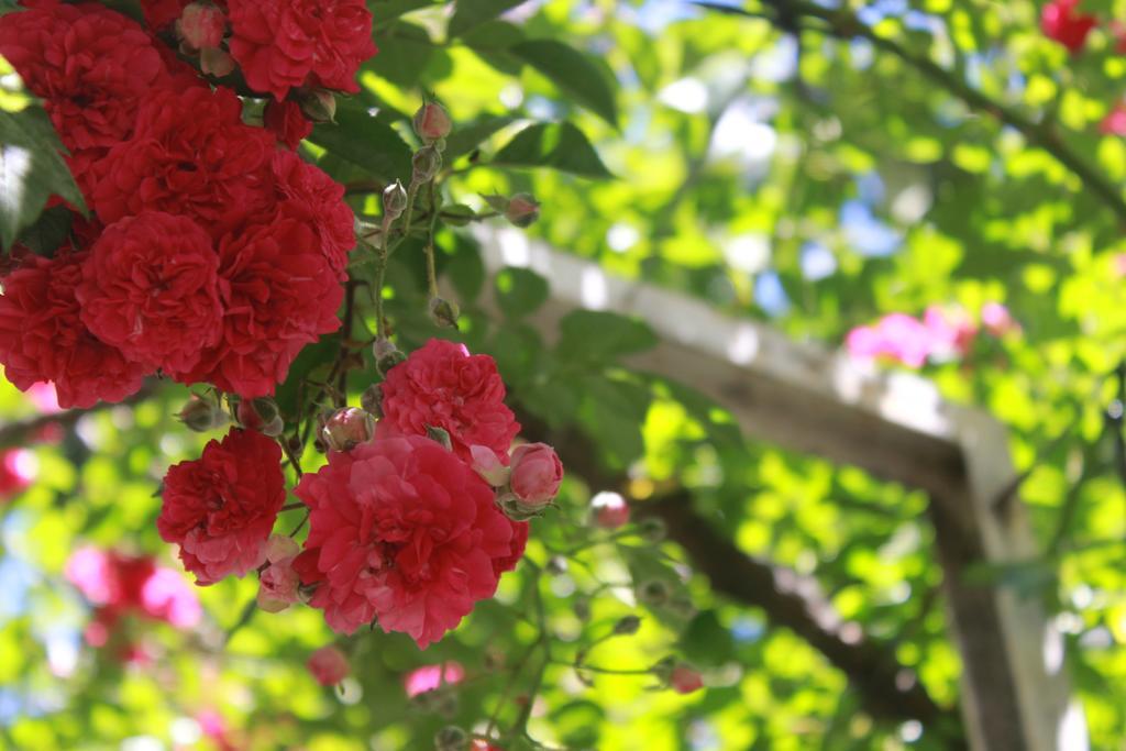 Apart Rose Garden Сан-Мартин-де-лос-Андес Экстерьер фото