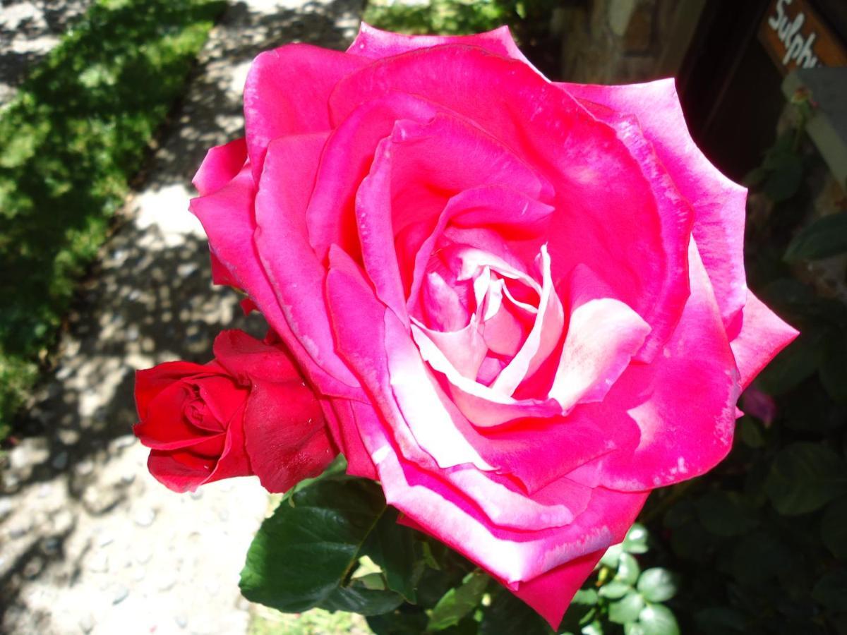 Apart Rose Garden Сан-Мартин-де-лос-Андес Экстерьер фото